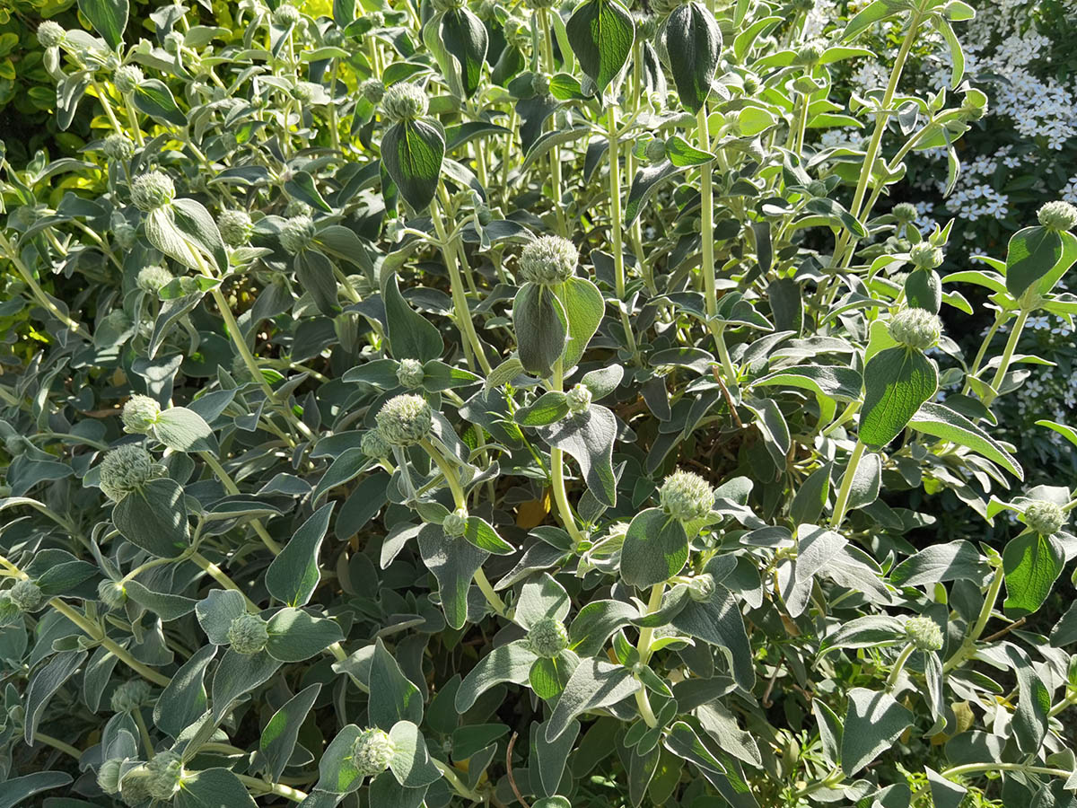 Phlomis fruticosa photo